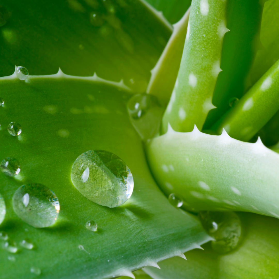 The Healing Power of Aloe Vera: Why This Natural Gel Should Be in Every Skincare Routine